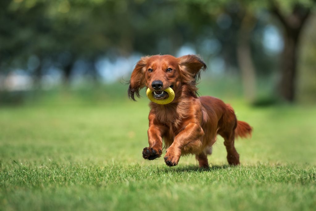 Chien qui court dans un jardin avec un jouet dans la bouche