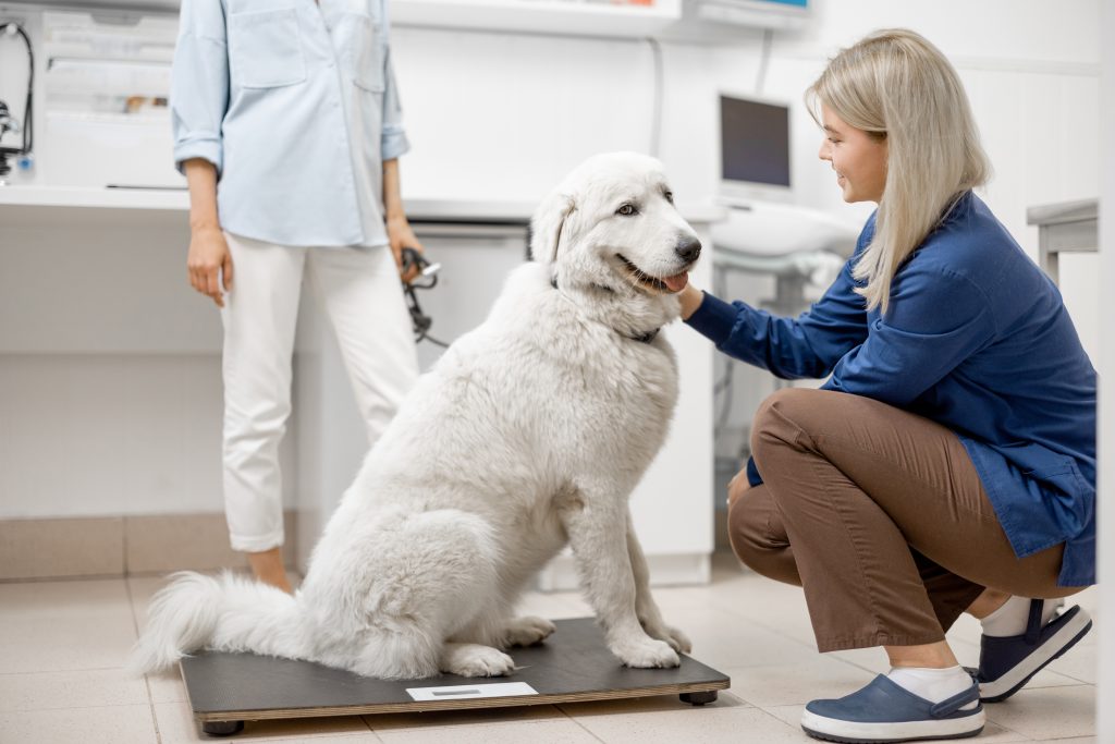 Chien blanc sur une balance chez le vétérinaire