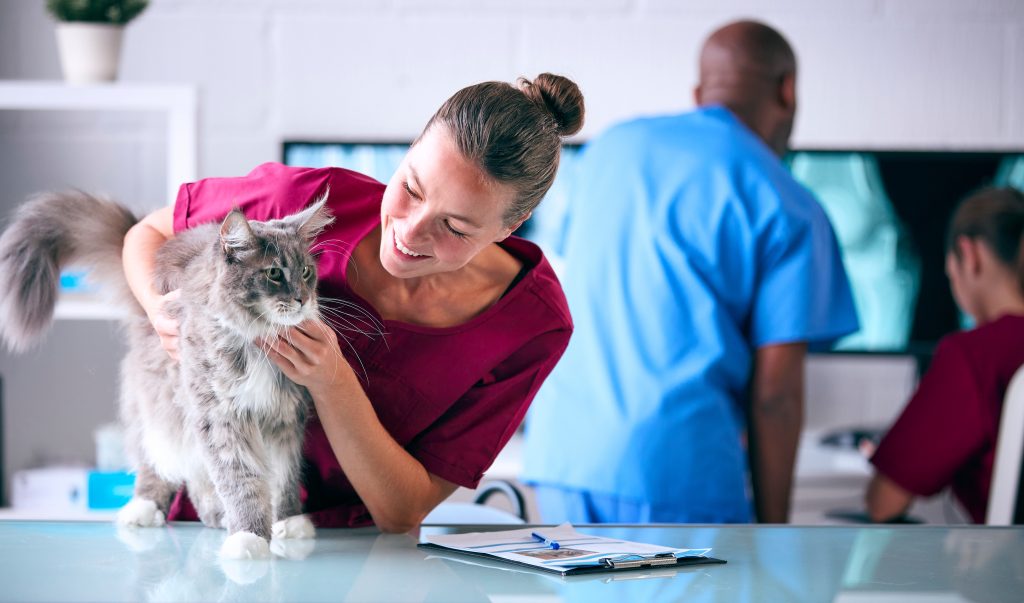 Vétérinaire qui examine un chat